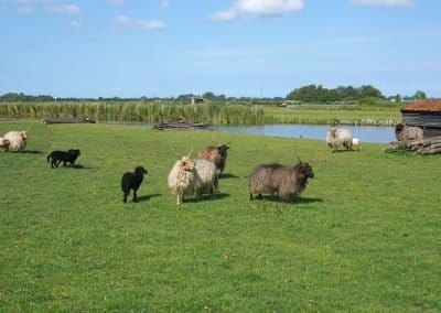 Schapen in het weiland met lammetjes uiticht vanuit het huisje